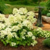 Rispenhortensie Mont Blanc® 40-60cm - Hydrangea Paniculata 2 Rispenhortensie Mont Blanc® 40-60cm - Hydrangea Paniculata -NR-01 Verkäufe Hydrangea paniculata Mont Blanc