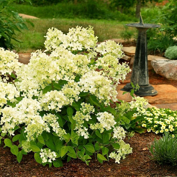 Rispenhortensie Mont Blanc® 40-60cm - Hydrangea Paniculata 3 Rispenhortensie Mont Blanc® 40-60cm - Hydrangea Paniculata