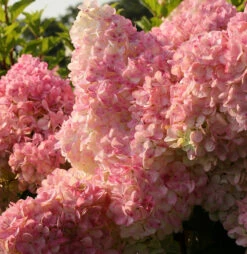Rispenhortensie Vanille Fraise® 60-80cm - Hydrangea Paniculata