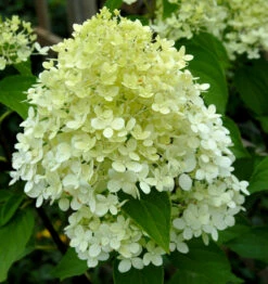 Rispenhortensie Whitelight 40-60cm - Hydrangea Paniculata