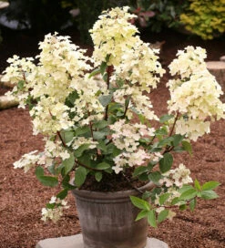 Rispenhortensie Wims Red 60-80cm - Hydrangea Paniculata