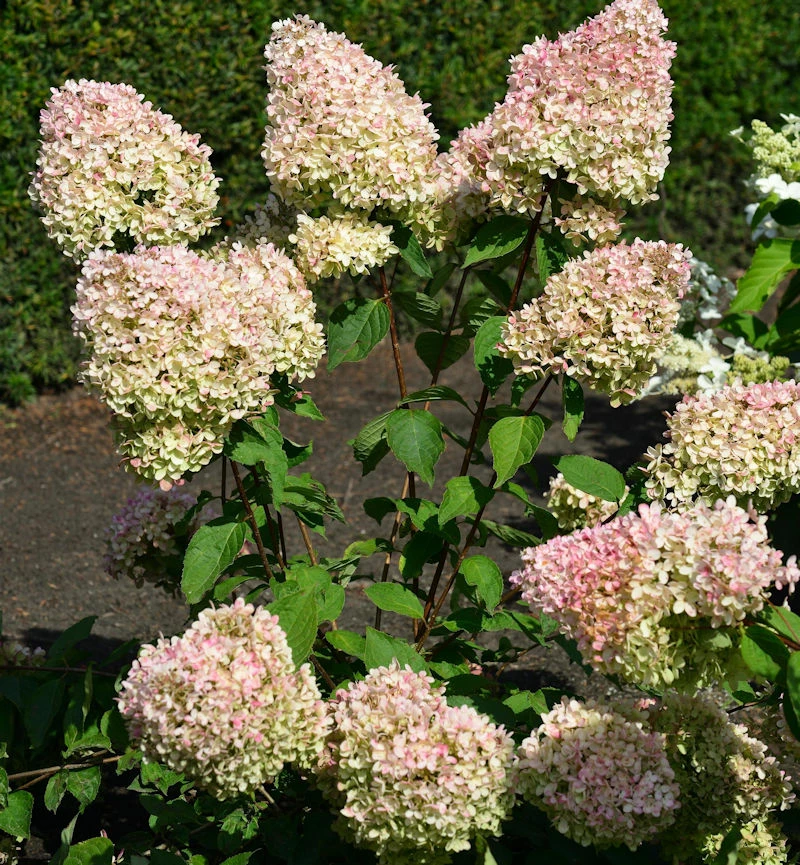 Hochstamm Rispenhortensie Grandiflora 100-125cm - Hydrangea Paniculata 3 Hochstamm Rispenhortensie Grandiflora 100-125cm - Hydrangea Paniculata