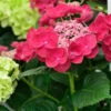 Teller Hortensie Cotton Candy® 40-60cm - Hydrangea Serrata 2 Teller Hortensie Cotton Candy® 40-60cm - Hydrangea Serrata -NR-01 Verkäufe Hydrangea serrata CottonCandy