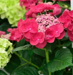 Teller Hortensie Cotton Candy® 40-60cm - Hydrangea Serrata