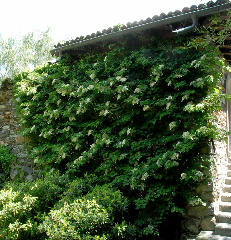 Kletter Hortensie 100-125cm - Hydrangea Petiolaris 3 Kletter Hortensie 100-125cm - Hydrangea Petiolaris