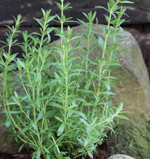 Dunkelblauer Ysop - Hyssopus Officinalis 3 Dunkelblauer Ysop - Hyssopus Officinalis