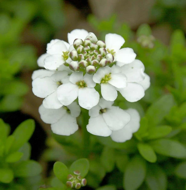 Schleifenblume Snowflake - Iberis Sempervirens 3 Schleifenblume Snowflake - Iberis Sempervirens