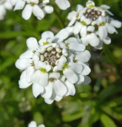 Schleifenblume Fischbeck - Iberis Sempervirens