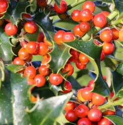 Dornige Stechpalme Ilex 60-80cm - Ilex Aquifolium