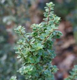 Bonsaiartige Zwergstechpalme Mariesii 20-25cm - Ilex Crenata