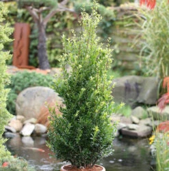 Chinesische Hecken Ilex 60-80cm - Ilex Maximowicziana Kanehirae