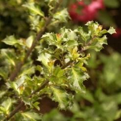 Amerikanischer Ilex Golden Angel 25-30cm - Ilex Meserveae