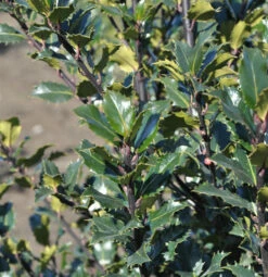Amerikanischer Ilex Kleiner Pirat® 30-40cm - Ilex Meserveae