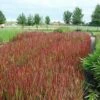 Japanisches Blutgras Red Baron - Imperata Cylindrica 2 Japanisches Blutgras Red Baron - Imperata Cylindrica -NR-01 Verkäufe Imperata cylindrica Red Baron1