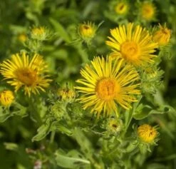 Wiesen Alant - Inula Britannica