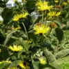 Echter Alant - Inula Helenium -NR-01 Verkäufe Inula helenium 1