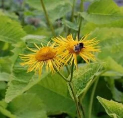 Orientatlant - Inula Orientalis