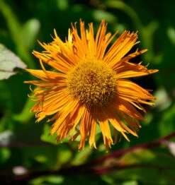 Orientatlant Grandiflora - Inula Orientalis