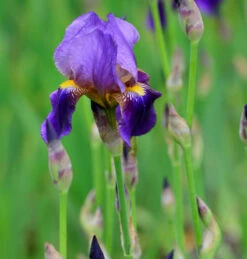 Schwertlilie Alcazar - Iris Barbata