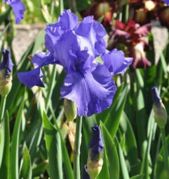 Schwertlilie Al Segno - Iris Barbata