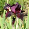 Schwertlilie Ruby Mine - Iris Barbata 1 Schwertlilie Ruby Mine - Iris Barbata -NR-01 Verkäufe Iris barbata elatior Ruby Mine