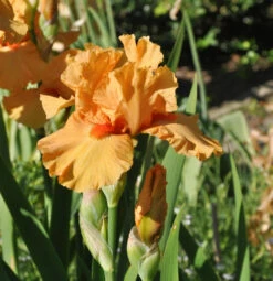 Mittelhohe Schwertlilie Apricot Silk - Iris Barbata