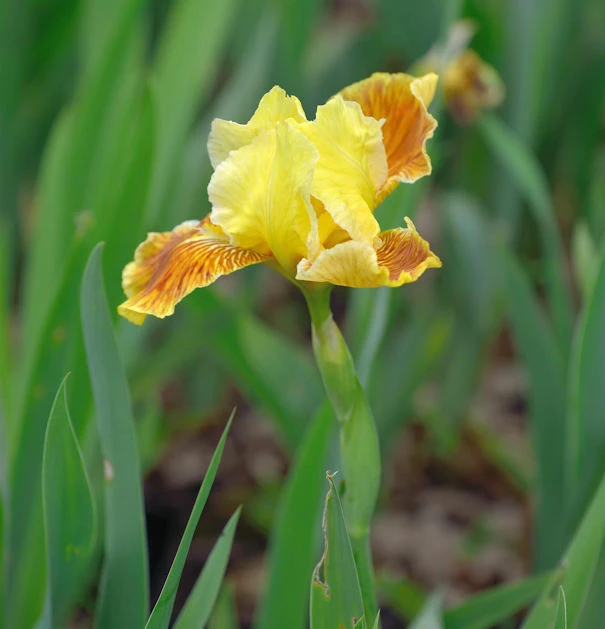 Mittelhohe Schwertlilie Golden Muffin - Iris Barbata 3 Mittelhohe Schwertlilie Golden Muffin - Iris Barbata