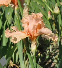 Mittelhohe Schwertlilie June Rose - Iris Barbata