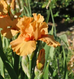 Mittelhohe Schwertlilie Maid Of Orange - Iris Barbata