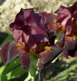 Mittelhohe Schwertlilie Morning Show - Iris Barbata