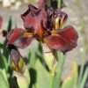 Mittelhohe Schwertlilie Red Zinger - Iris Barbata