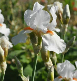 Mittelhohe Schwertlilie Avanelle - Iris Barbata
