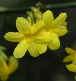 Echter Winter Jasmin 125-150cm - Jasminum Nudiflorum