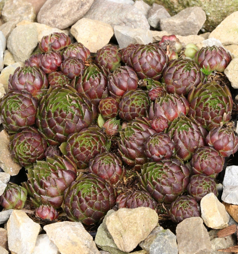 Kugelige Wirbel Steinwurz - Jovibarba Sobolifera 3 Kugelige Wirbel Steinwurz - Jovibarba Sobolifera