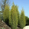 Goldener Heidewacholder Golden Cone 50-60cm - Juniperus Communis 1 Goldener Heidewacholder Golden Cone 50-60cm - Juniperus Communis -NR-01 Verkäufe Juniperus Golden Cone