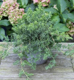 Blauer Sachalin Kriechwacholder Blue Pacific 25-30cm - Juniperus Conferta