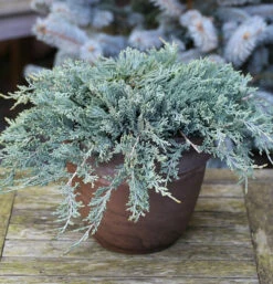 Blauer Kriechwacholder 20-25cm - Juniperus Horizontalis
