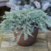 Blauer Kriechwacholder 30-40cm - Juniperus Horizontalis 1 Blauer Kriechwacholder 30-40cm - Juniperus Horizontalis -NR-01 Verkäufe Juniperus horizontalisGlauca