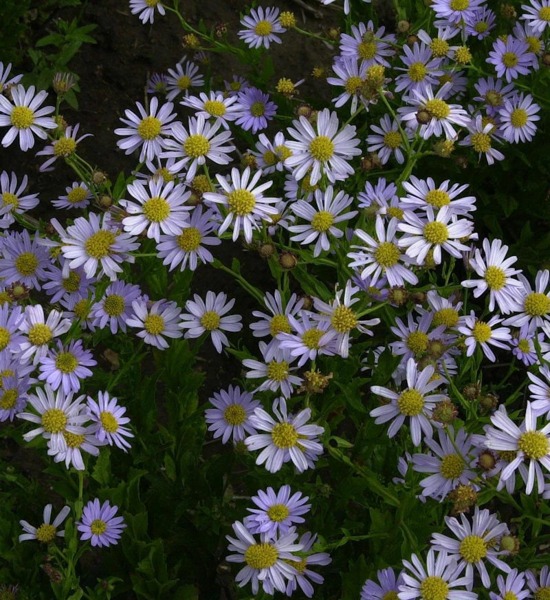 Blaue Schönaster Antonia - Kalimeris Mongolica 3 Blaue Schönaster Antonia - Kalimeris Mongolica