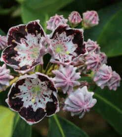 Berglorbeer Sterntaler 20-25cm - Kalmia Latifolia