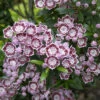 Berglorbeer Minuet 25-30cm - Kalmia Latifolia 2 Berglorbeer Minuet 25-30cm - Kalmia Latifolia -NR-01 Verkäufe Kalmia latifolia Minuet 1 1 1