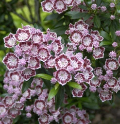 Berglorbeer Minuet 25-30cm - Kalmia Latifolia