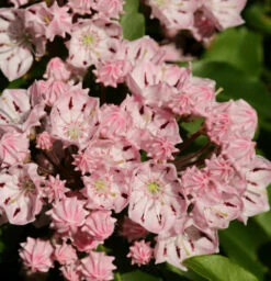 Berglorbeer Moyland 25-30cm - Kalmia Latifolia