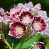 Berglorbeer Pinwheel 30-40cm - Kalmia Latifolia