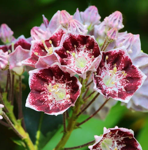 Berglorbeer Pinwheel 30-40cm - Kalmia Latifolia 3 Berglorbeer Pinwheel 30-40cm - Kalmia Latifolia