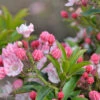 Großer Berglorbeer Tiddlywinks 15-20cm - Kalmia Latifolia -NR-01 Verkäufe Kalmia latifolia Tiddlywinks 1