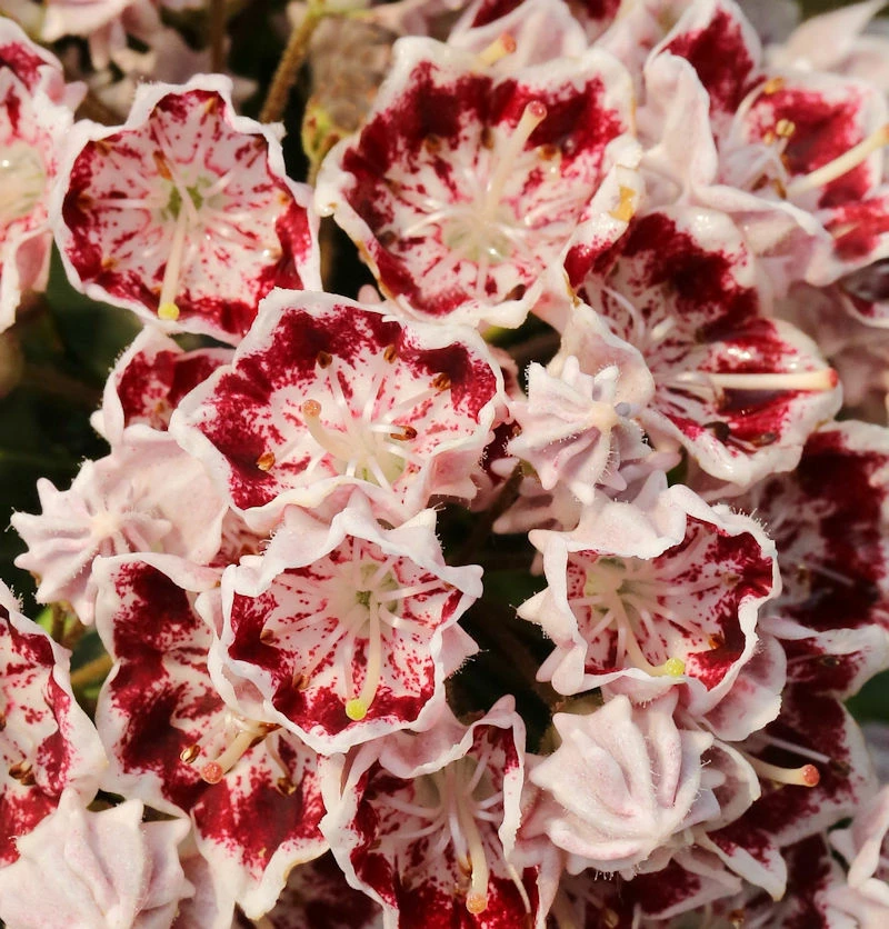 Großer Berglorbeer Bandeau 20-25cm - Kalmia Latifolia 3 Großer Berglorbeer Bandeau 20-25cm - Kalmia Latifolia