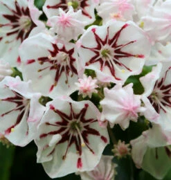 Berglorbeer Peppermint 20-25cm - Kalmia Latifolia