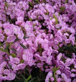 Zwerg Berglorbeer 30-40cm - Kalmia Polifolia