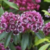 Großer Berglorbeer Kaleidoskop 25-30cm - Kalmia Latifolia -NR-01 Verkäufe Kalmialatifolia Kaleidoskop 1 1